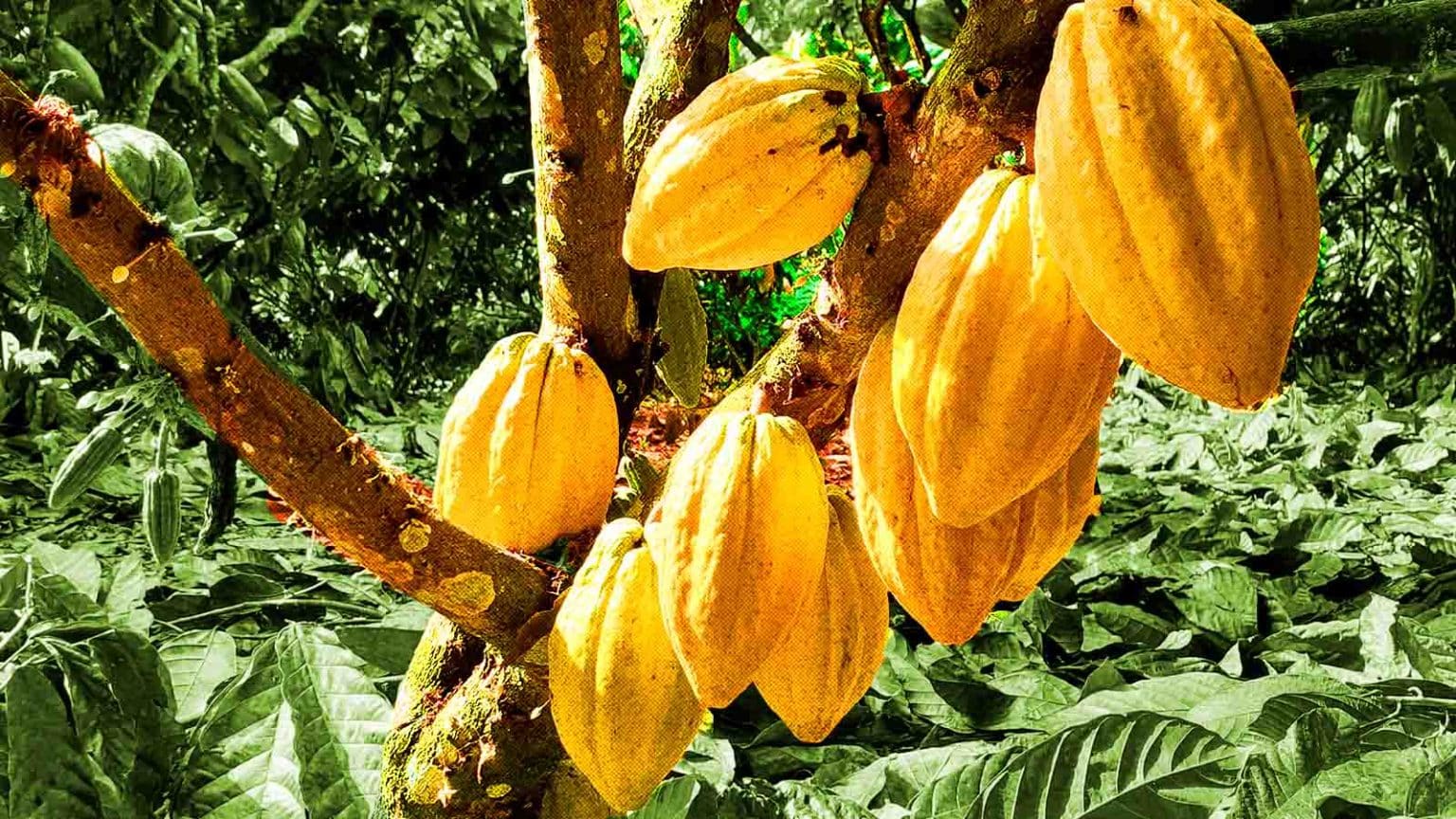 Cacau fruta