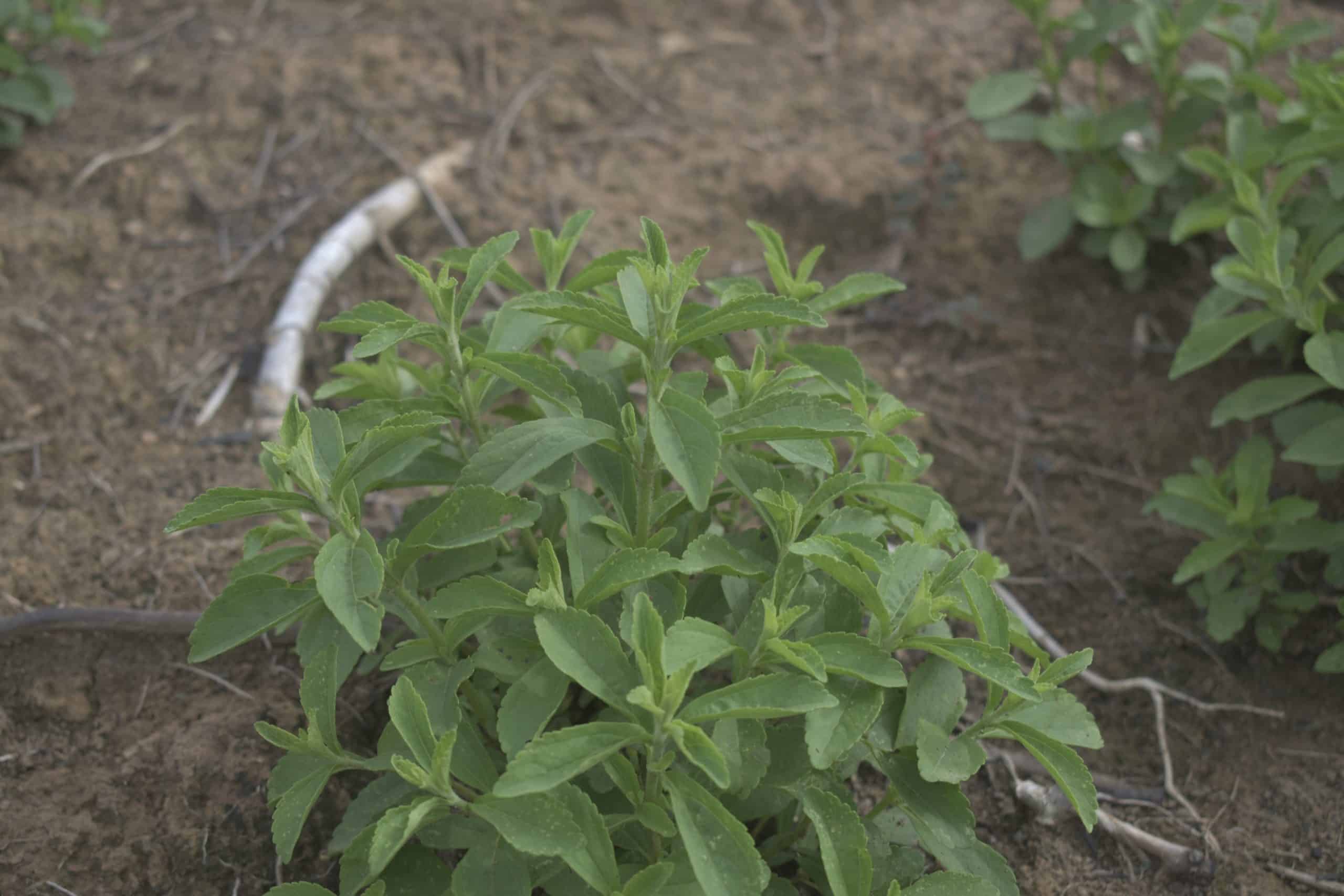 Stevia in natura