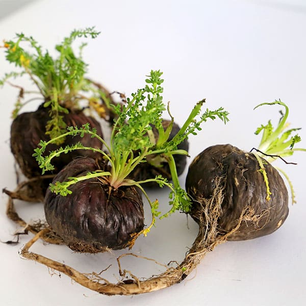 Maca Preta: origem e forma de cultivo da Color Andina