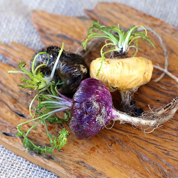 Maca Preta: toda maca é preta? O que é maca vermelha e maca amarela?