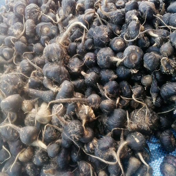 Qual a composição da Maca Preta?