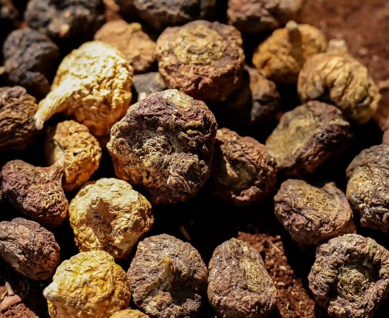Close em raiz de maca peruana