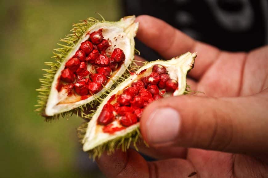 Como tomar urucum para colesterol
