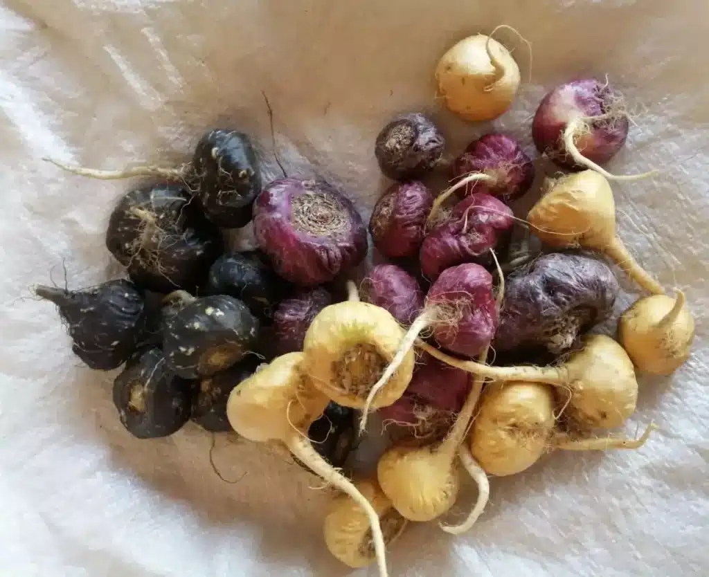 Maca peruana como tomar e para que serve