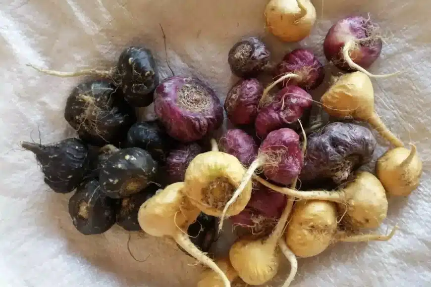 Melhores marcas de maca peruana